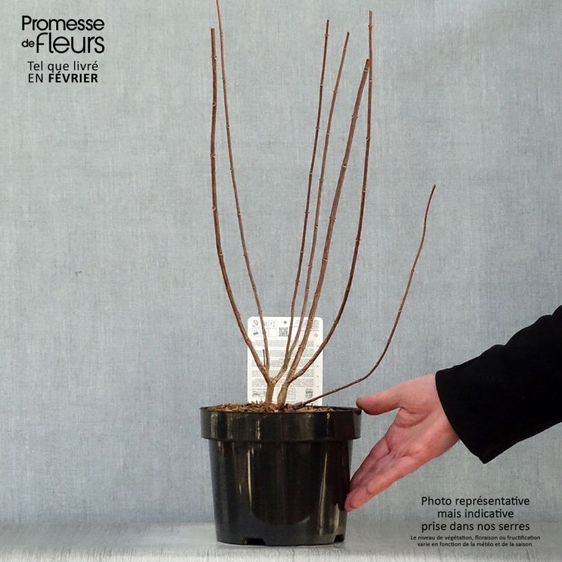 Amostra de Hydrangea paniculata Fraise Melba - Hortensia paniculé Vaso de 3 L/4 L tal como entregue no inverno