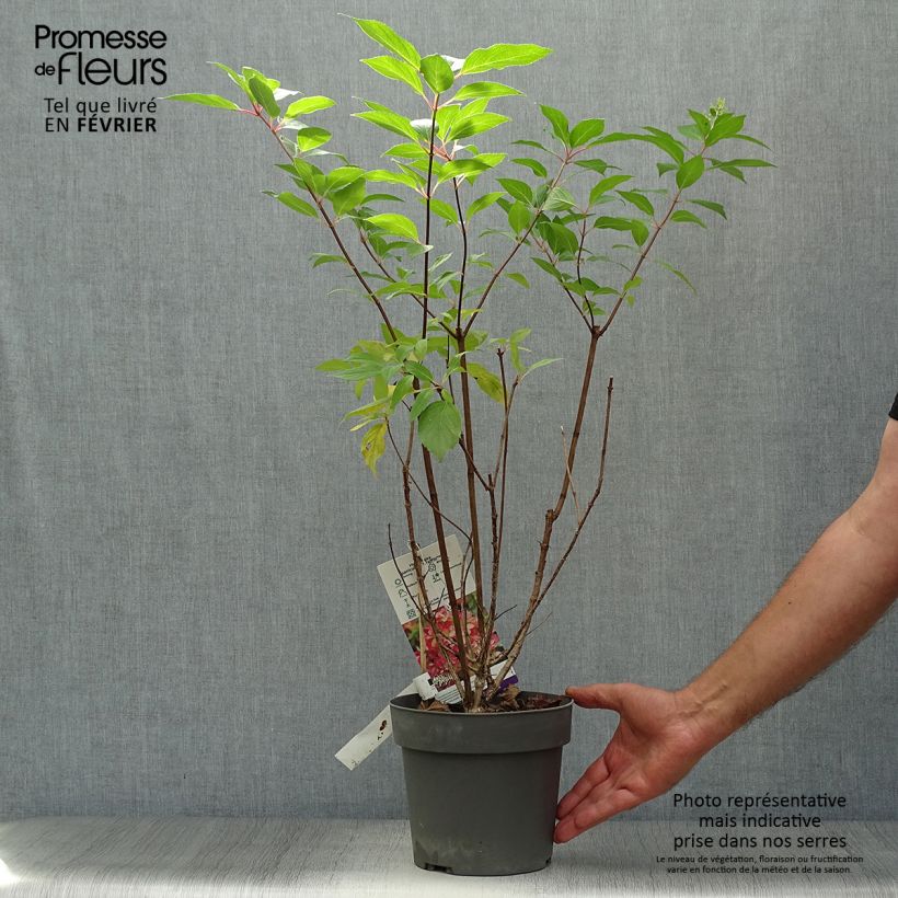 Amostra de Hortênsia paniculata Graffiti Vaso de 4 L/5 L tal como entregue no outono