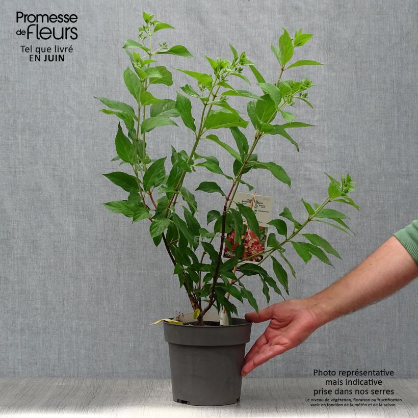 Amostra de Hortênsia paniculata Graffiti Vaso de 4 L/5 L tal como entregue no verão