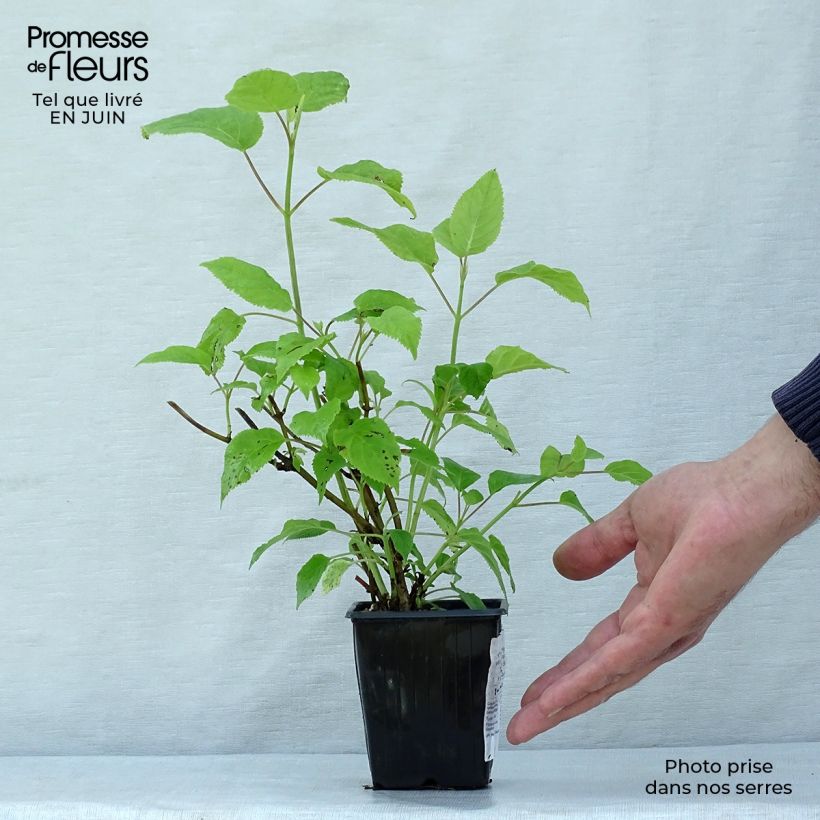 Amostra de Hortênsia paniculata Grandiflora Vaso de 8/9 cm tal como entregue no verão