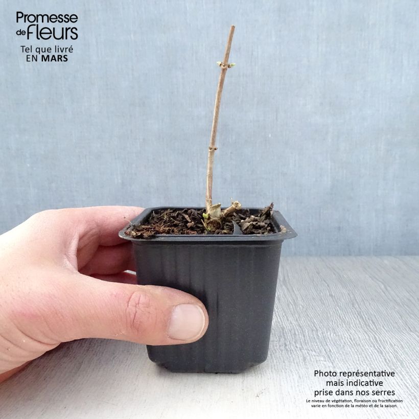 Amostra de Hortênsia paniculata Grandiflora Vaso de 8/9 cm tal como entregue na primavera