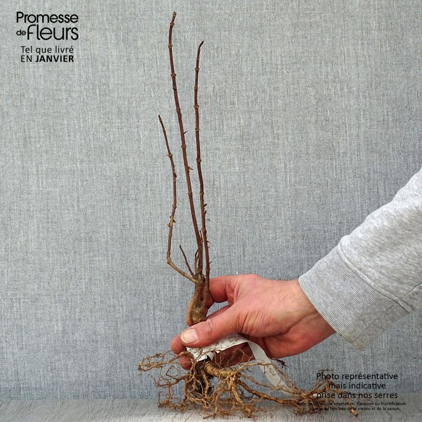 Amostra de Hydrangea paniculata Grandiflora - Hortensia paniculé Raízes nuas tal como entregue no inverno