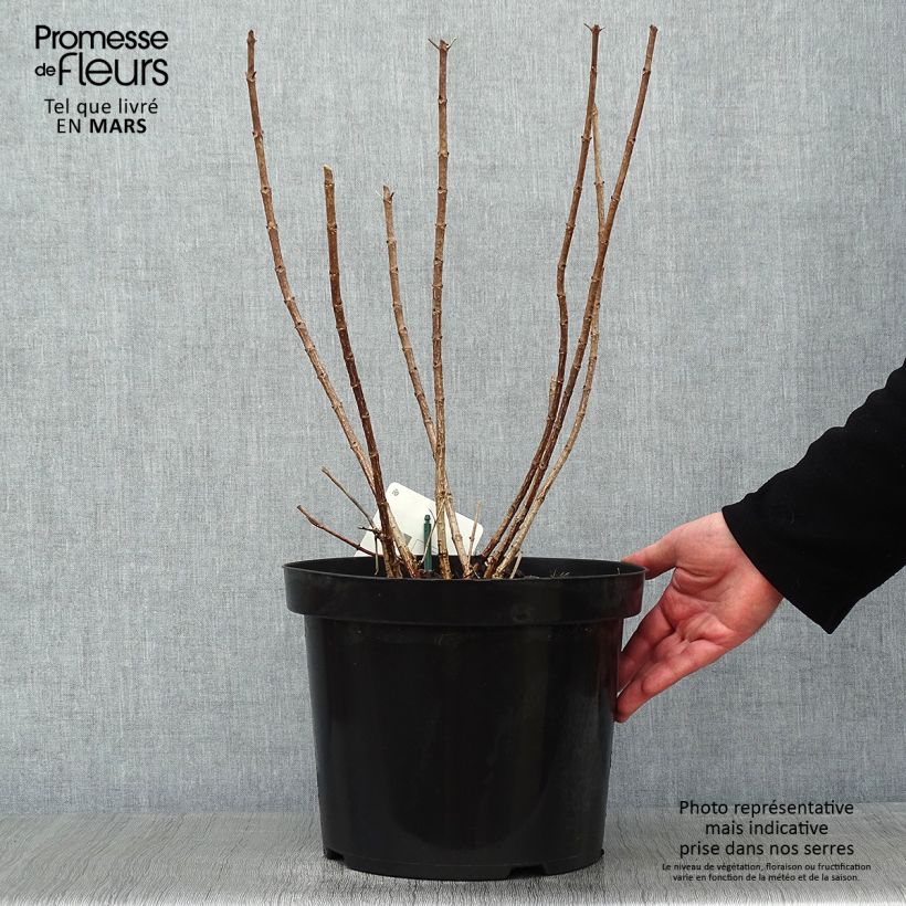 Amostra de Hortênsia paniculata Great Star Le Vasterival Vaso de 7,5 L/10 L tal como entregue no inverno