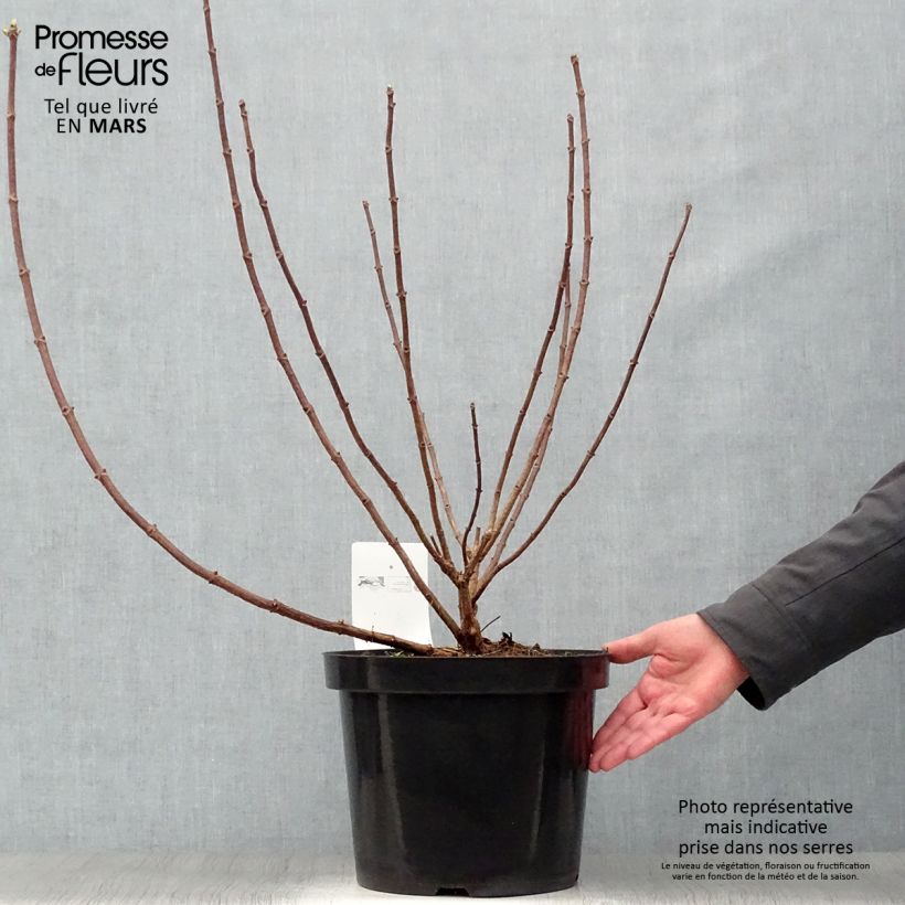 Amostra de Hortênsia paniculata Great Star Le Vasterival Vaso de 7,5 L/10 L tal como entregue na primavera