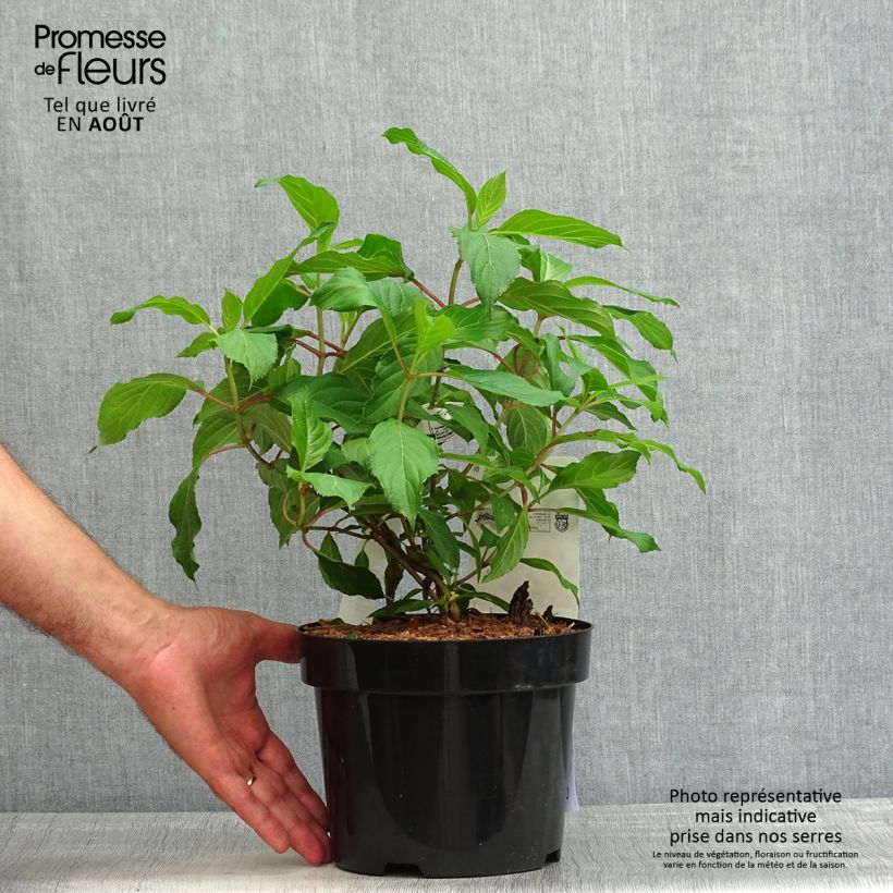 Amostra de Hortênsia paniculata Great Star Le Vasterival Vaso de 3 L/4 L tal como entregue no verão
