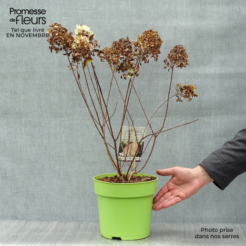 Amostra de Hortênsia paniculata Hercules Vaso de 3 L/4 L tal como entregue no outono