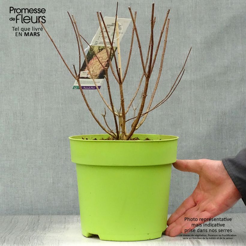 Amostra de Hortênsia paniculata Hercules Vaso de 3 L/4 L tal como entregue na primavera