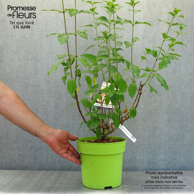 Amostra de Hortênsia paniculata Hercules Vaso de 3 L/4 L tal como entregue no verão