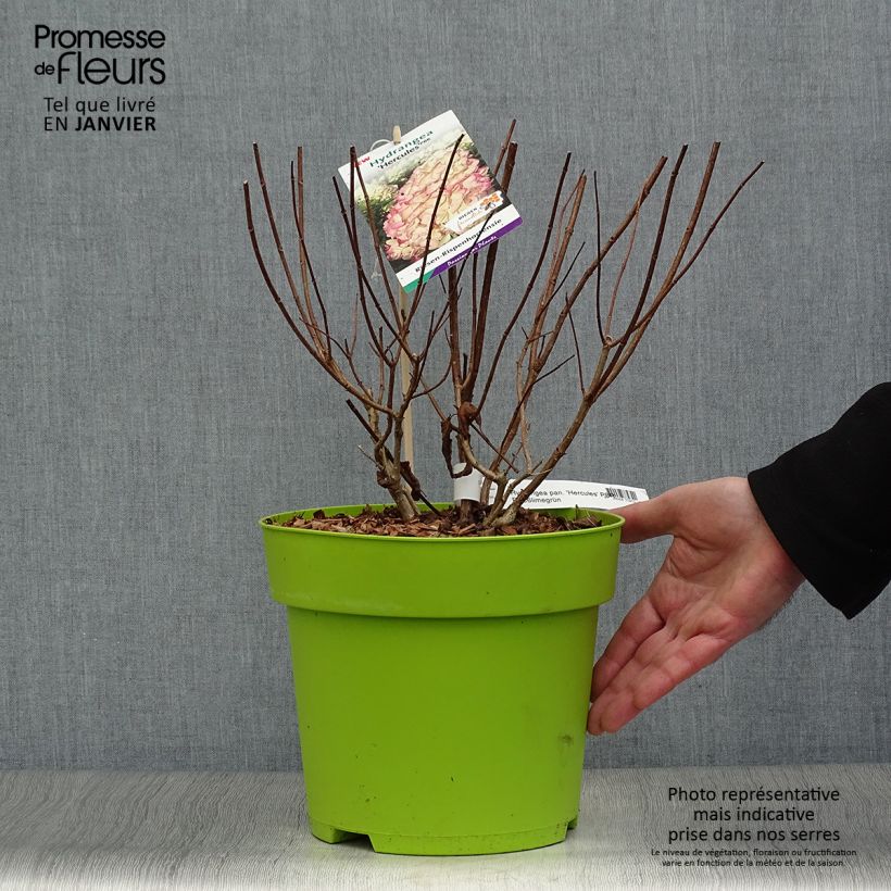 Amostra de Hortênsia paniculata Hercules Vaso de 3 L/4 L tal como entregue no inverno