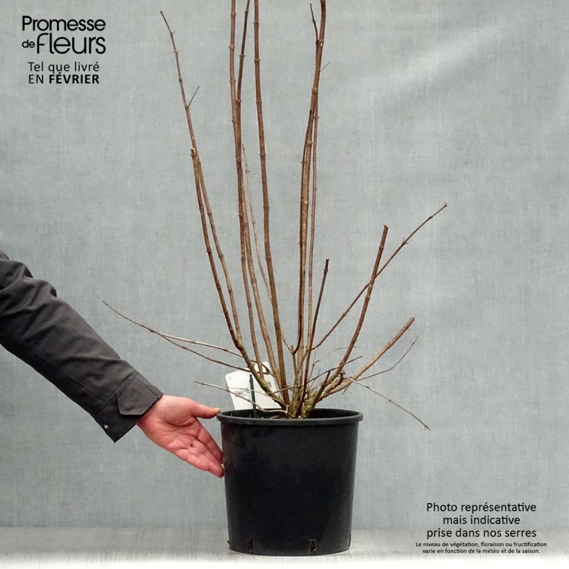 Amostra de Hortênsia paniculata Kyushu Vaso de 7,5 L/10 L tal como entregue no inverno