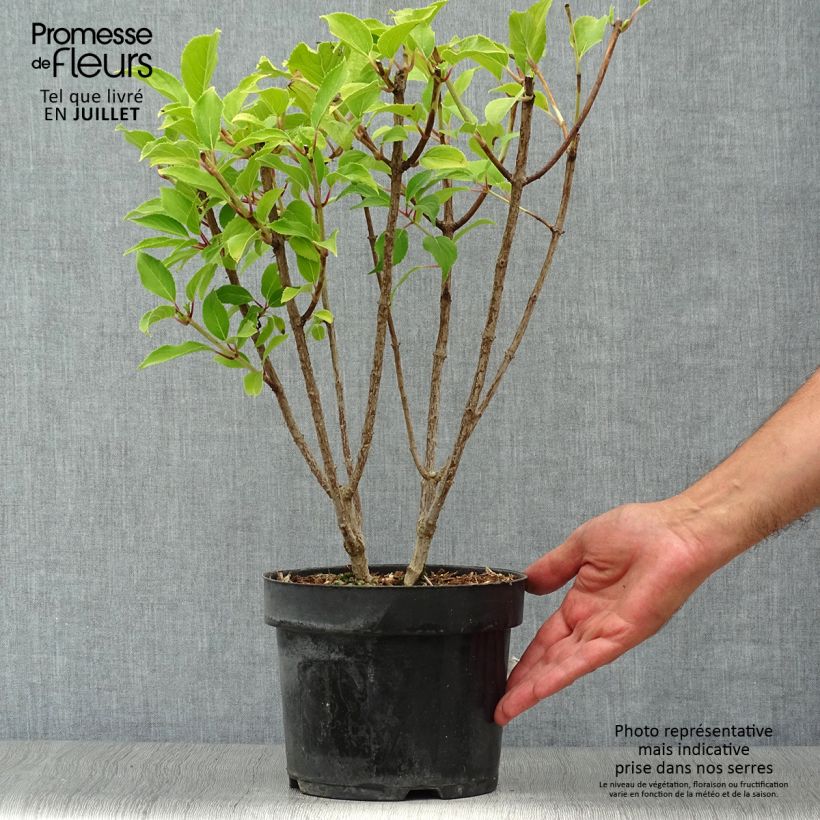 Amostra de Hortênsia paniculata Kyushu Vaso de 3 L/4 L tal como entregue no verão