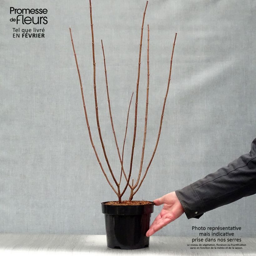 Amostra de Hortênsia paniculata Kyushu Vaso de 3 L/4 L tal como entregue no inverno