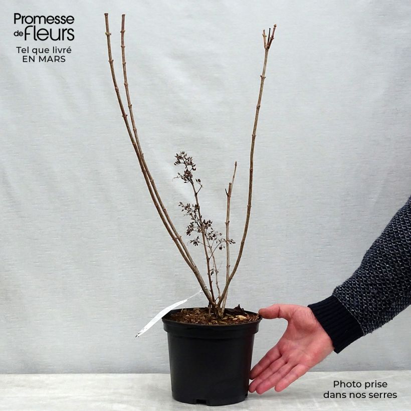 Amostra de Hortênsia paniculata Kyushu Vaso de 3 L/4 L tal como entregue na primavera