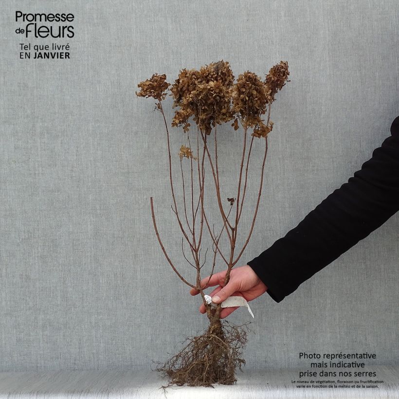 Amostra de Hortênsia paniculata Kyushu Raízes nuas tal como entregue no inverno
