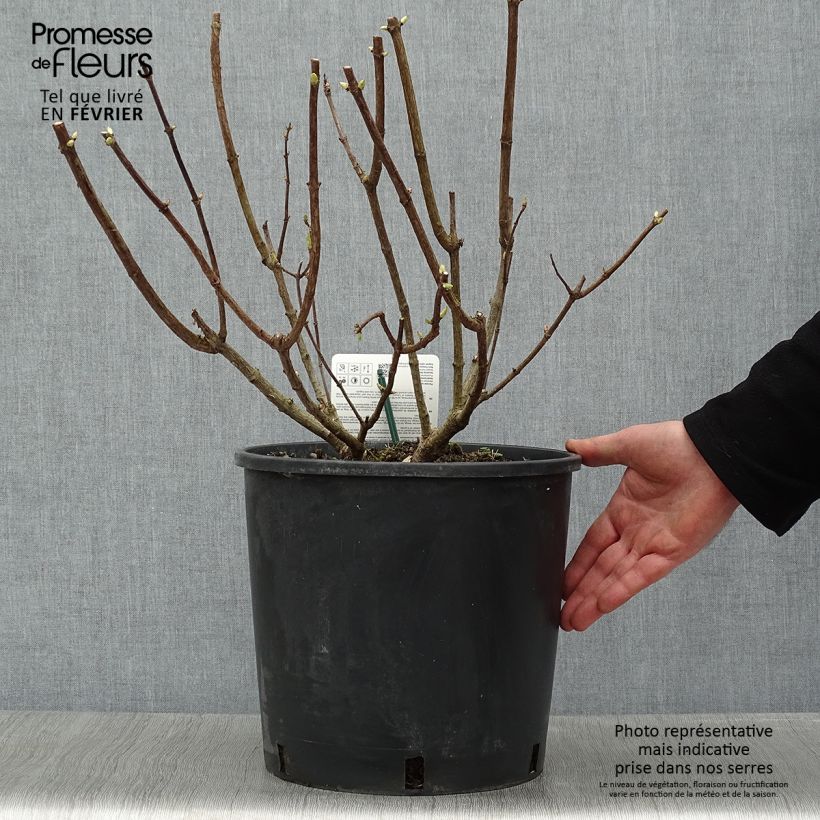 Amostra de Hydrangea paniculata Levana - Hortensia paniculé Vaso de 7,5 L/10 L tal como entregue no inverno