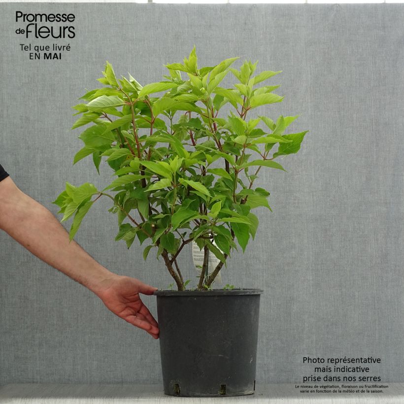 Amostra de Hortênsia paniculata Levana Vaso de 7,5 L/10 L tal como entregue na primavera