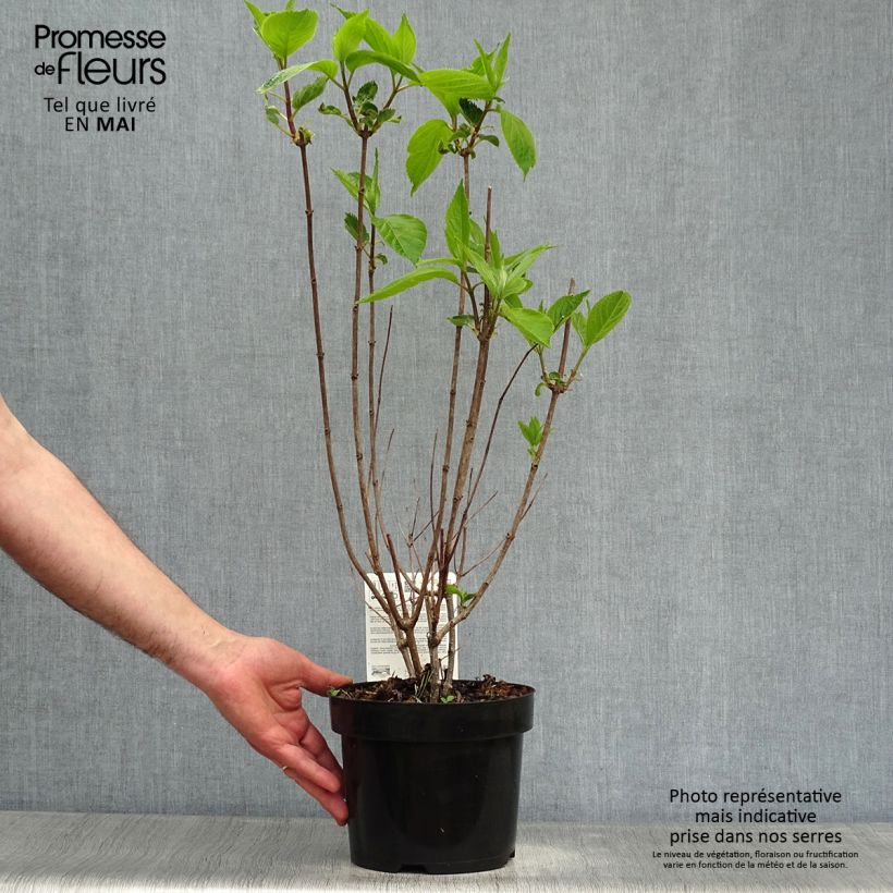 Amostra de Hortênsia paniculata Levana Vaso de 3 L/4 L tal como entregue na primavera
