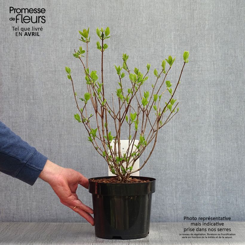 Amostra de Hortênsia paniculata Limelight Vaso de 3 L/4 L tal como entregue na primavera