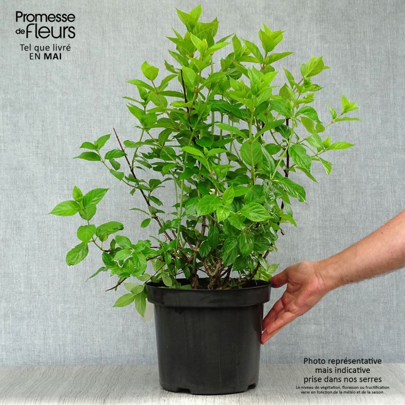 Amostra de Hortênsia paniculata Limelight Vaso de 6 L/7 L tal como entregue na primavera
