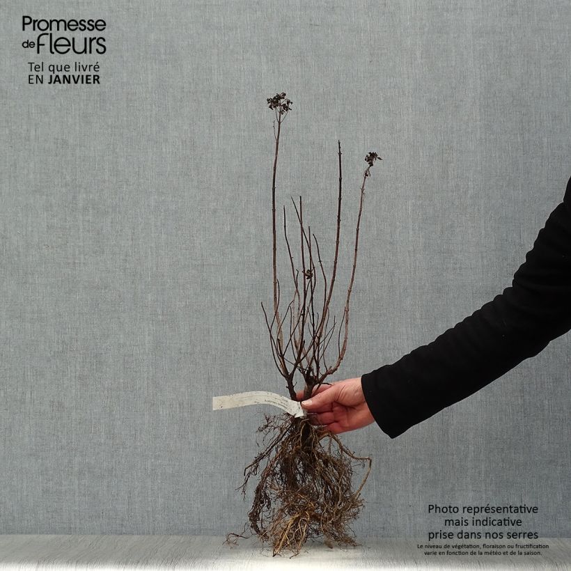 Amostra de Hortênsia paniculata Limelight Raízes nuas tal como entregue no inverno