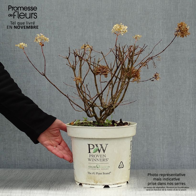 Amostra de Hortênsia paniculata Little Lime Vaso de 7,5 L/10 L tal como entregue no outono