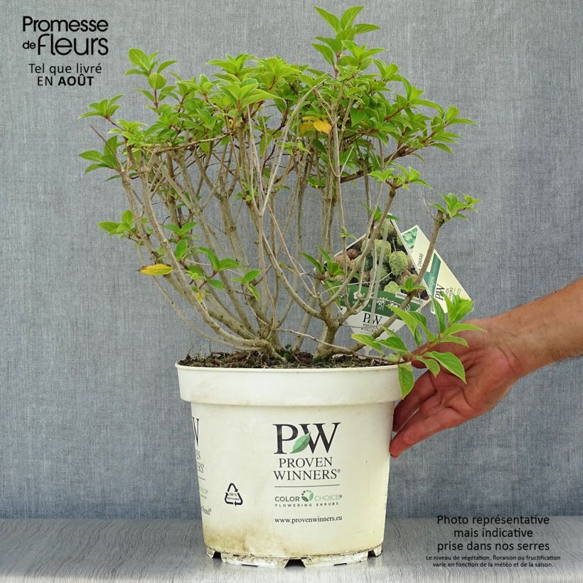Amostra de Hortênsia paniculata Little Lime Vaso de 7,5 L/10 L tal como entregue no verão