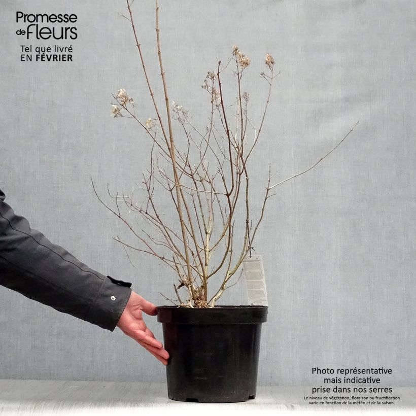 Amostra de Hortênsia paniculata Little Lime Vaso de 7,5 L/10 L tal como entregue no inverno