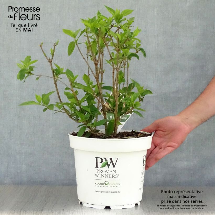 Amostra de Hortênsia paniculata Little Lime Vaso de 7,5 L/10 L tal como entregue na primavera