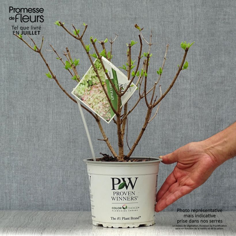 Amostra de Hortênsia paniculata Little Lime Vaso de 3 L/4 L tal como entregue no verão