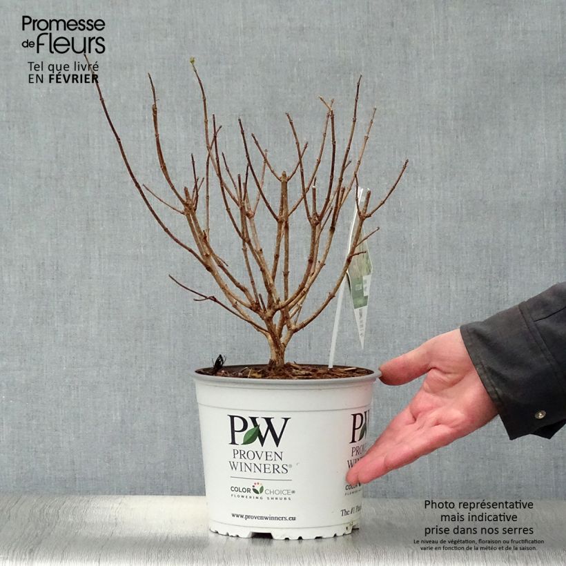 Amostra de Hortênsia paniculata Little Lime Vaso de 3 L/4 L tal como entregue no inverno