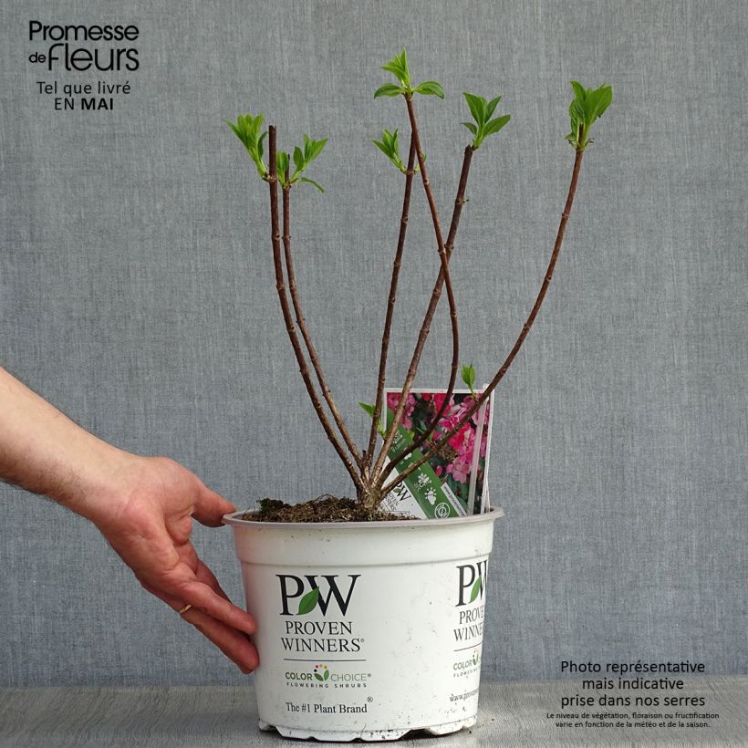 Amostra de Hortênsia paniculata Little Quick Fire Vaso de 3 L/4 L tal como entregue na primavera