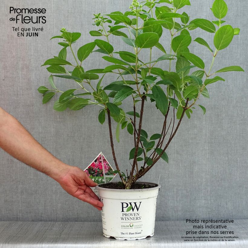 Amostra de Hortênsia paniculata Little Quick Fire Vaso de 3 L/4 L tal como entregue no verão