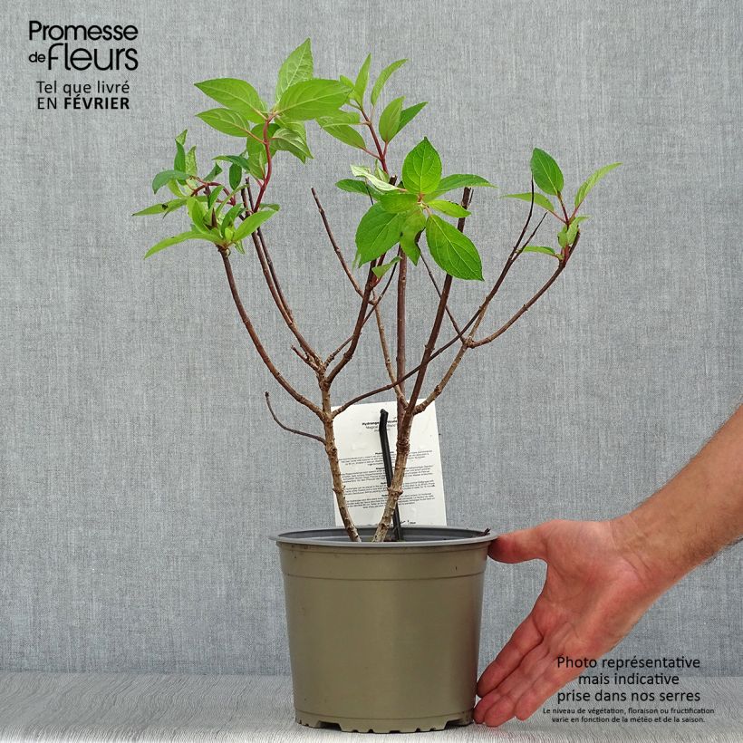 Amostra de Hortênsia paniculata Magical Mont Blanc Vaso de 3 L/4 L tal como entregue no outono