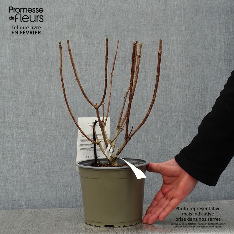 Amostra de Hortênsia paniculata Magical Mont Blanc Vaso de 3 L/4 L tal como entregue no inverno