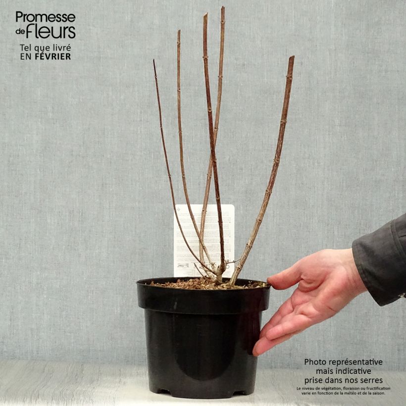 Amostra de Hortênsia paniculata Mega Mindy Vaso de 2 L/3 L tal como entregue no inverno