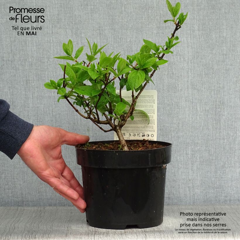 Amostra de Hortênsia paniculata Mega Mindy Vaso de 2 L/3 L tal como entregue na primavera