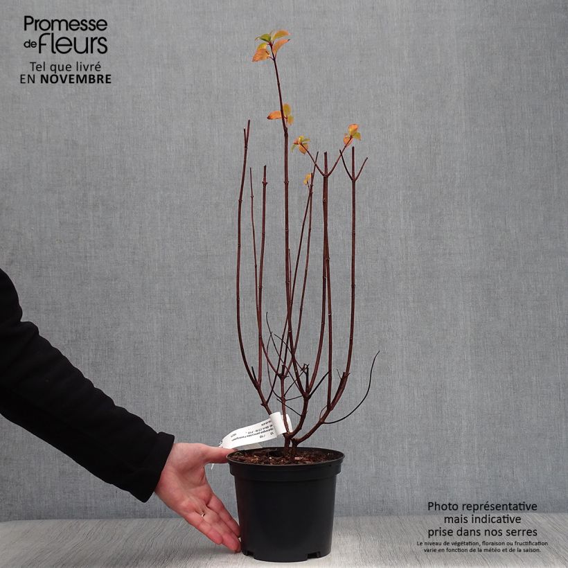Amostra de Hortênsia paniculata Pastelgreen Vaso de 3 L/4 L tal como entregue no outono