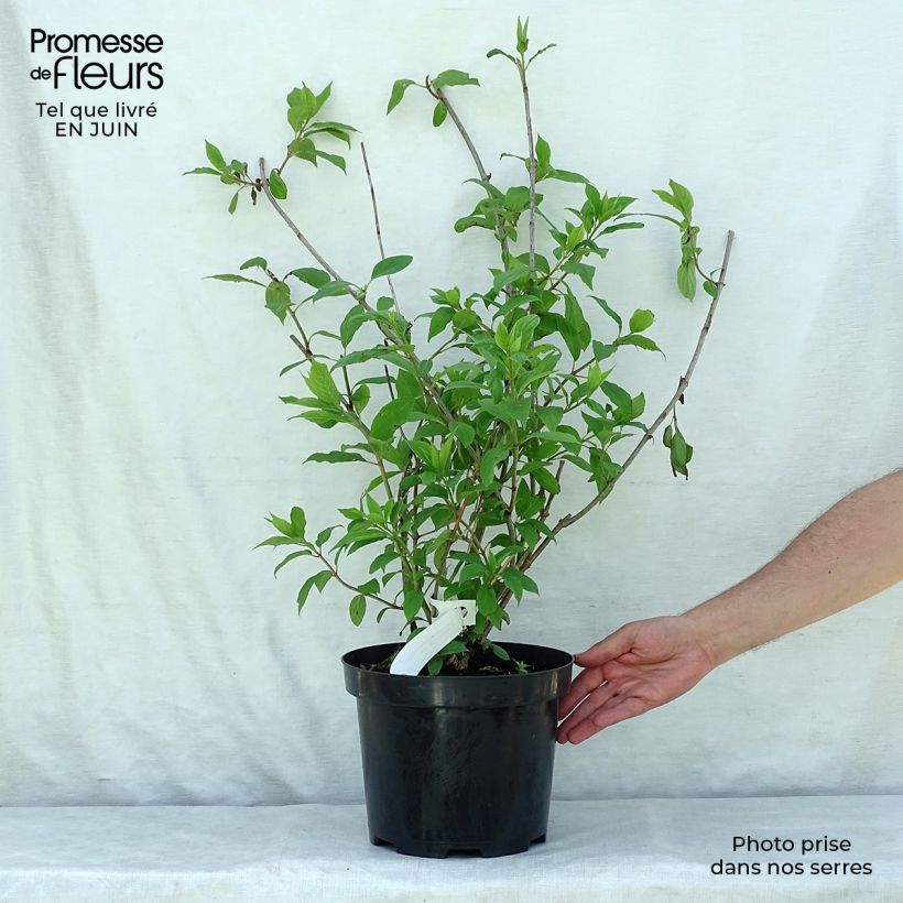 Amostra de Hortênsia paniculata Phantom Vaso de 7,5 L/10 L tal como entregue no verão