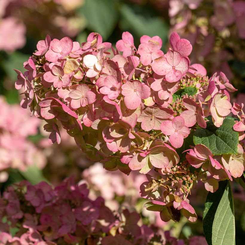 Hortênsia paniculata Pink Diamond (Floração)
