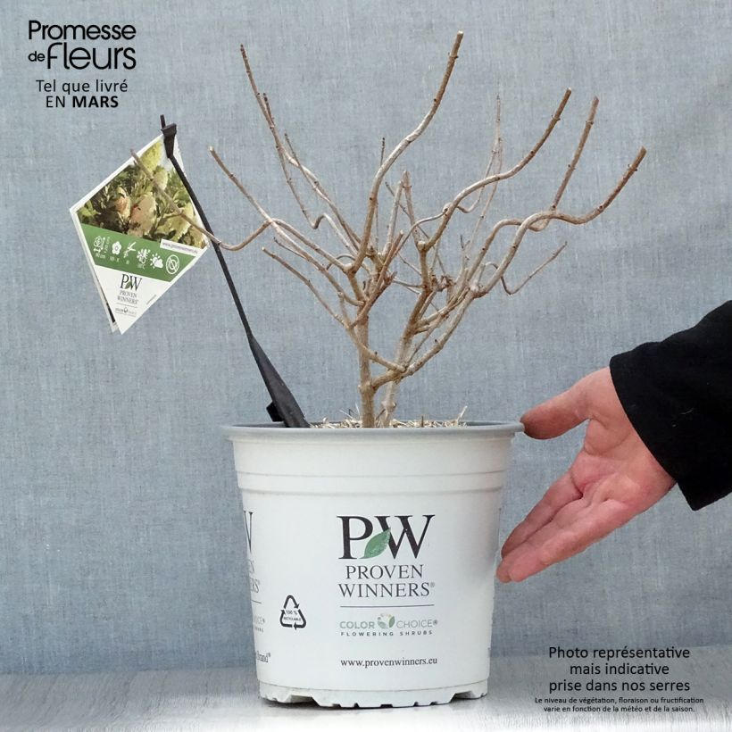 Amostra de Hortênsia paniculata Pinkachu Vaso de 3 L/4 L tal como entregue na primavera