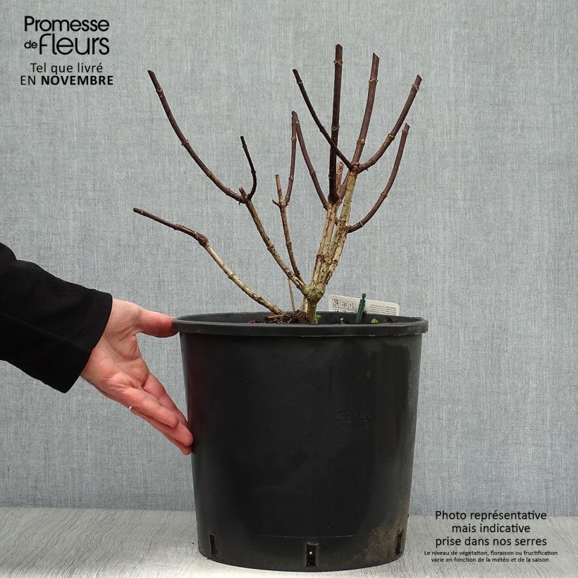 Amostra de Hortênsia paniculata Pinky Winky Vaso de 7,5 L/10 L tal como entregue no outono
