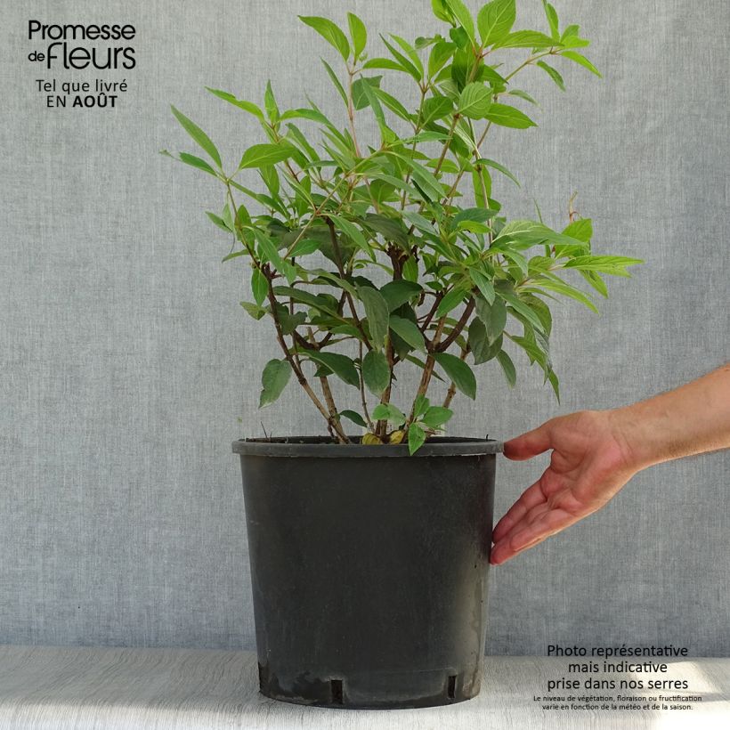 Amostra de Hortênsia paniculata Pinky Winky Vaso de 12 L/15 L tal como entregue no verão