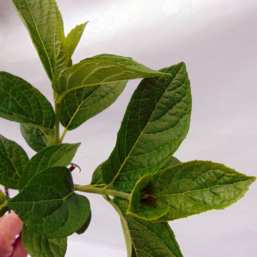 Hortênsia paniculata Pinky Winky (Folhagem)
