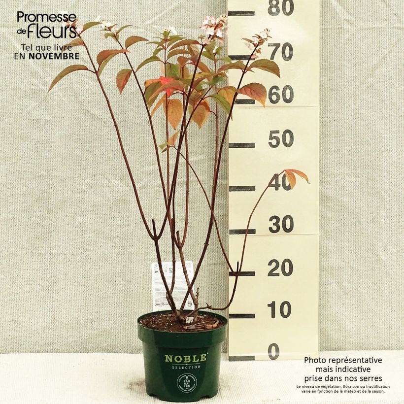 Amostra de Hortênsia paniculata Pinky Winky Vaso de 3 L/4 L tal como entregue no outono