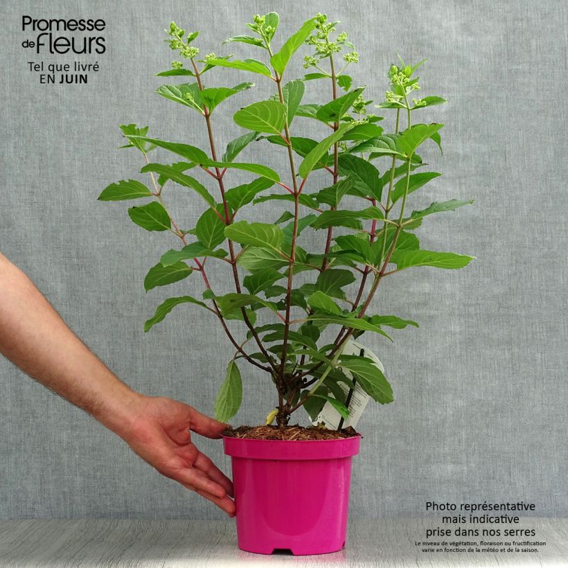Amostra de Hortênsia paniculata Pinky Winky Vaso de 3 L/4 L tal como entregue no verão
