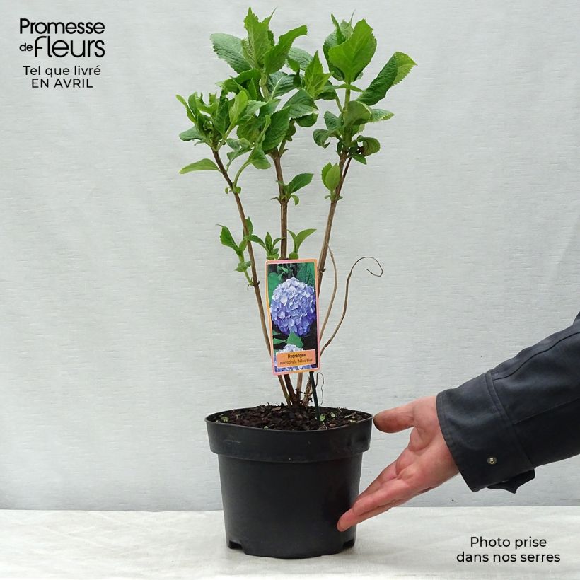 Amostra de Hortênsia paniculata Pinky Winky Vaso de 3 L/4 L tal como entregue na primavera
