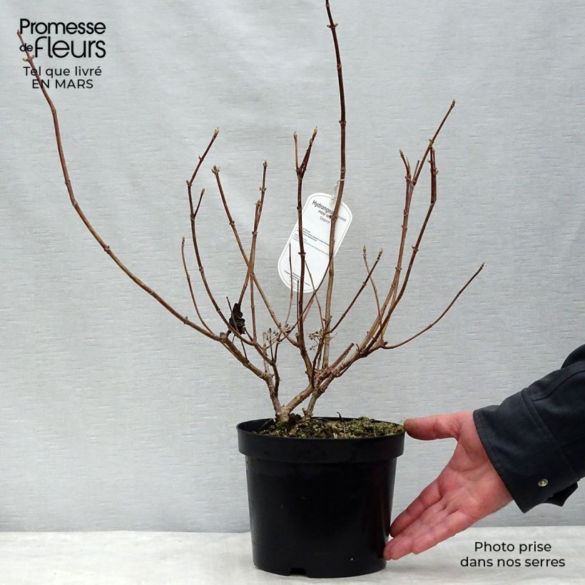 Amostra de Hortênsia paniculata Prim White Vaso de 2 L/3 L tal como entregue na primavera