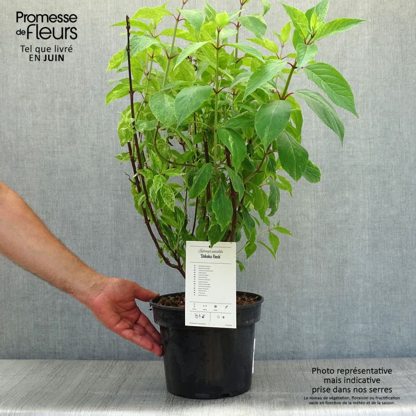 Amostra de Hortênsia paniculata Shikoku Flash Vaso de 3 L/4 L tal como entregue no verão