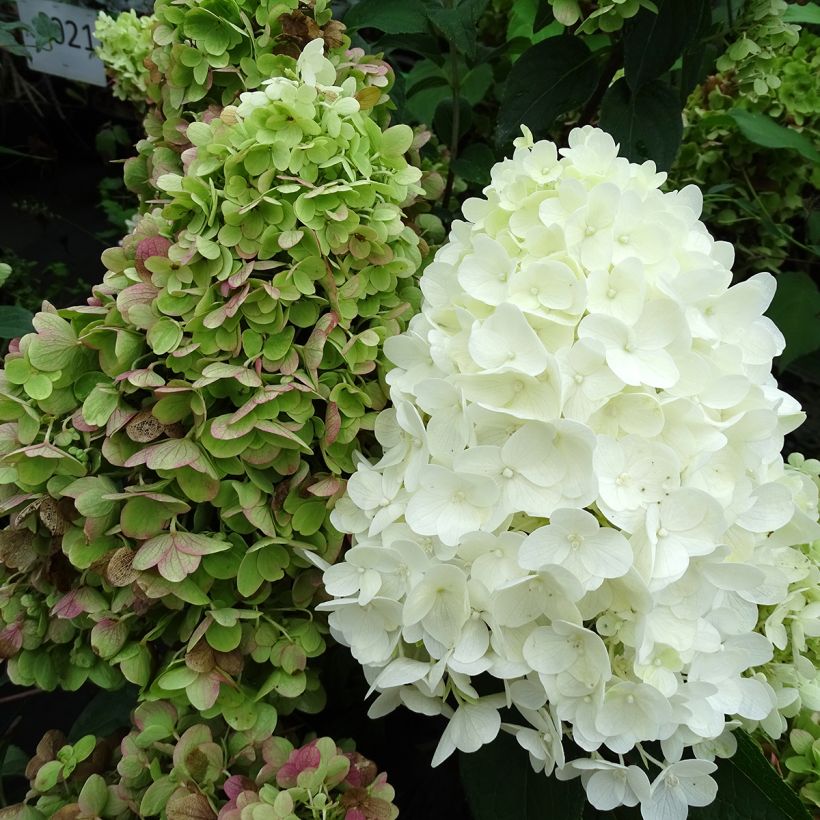 Hortênsia paniculata Silver Dollar (Floração)