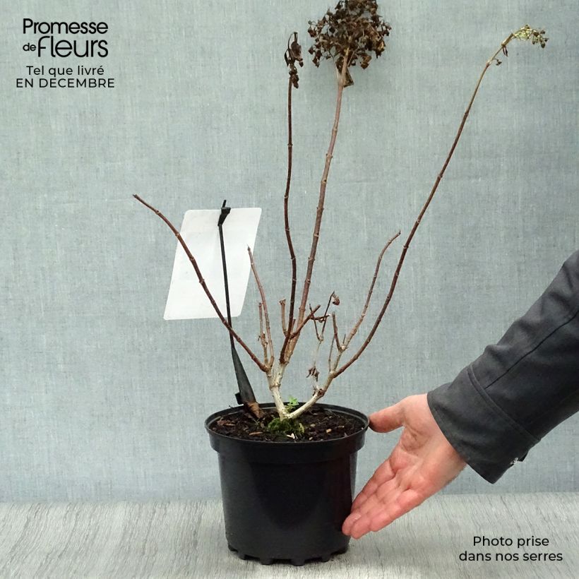 Amostra de Hydrangea paniculata Silver Dollar - Hortensia paniculé Vaso de 3 L/4 L tal como entregue no inverno